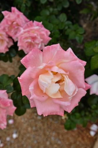 Villa Can Roser - Santa Gertrudis Villa Can Roser - Santa Gertrudis