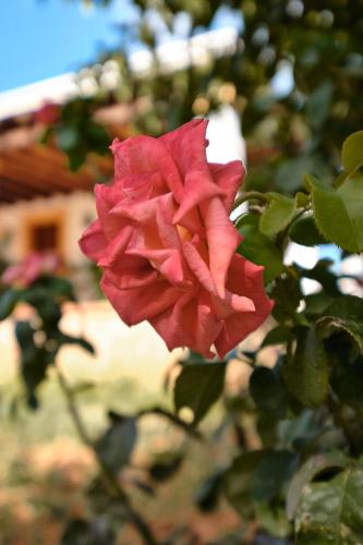 Villa Can Roser - Santa Gertrudis Villa Can Roser - Santa Gertrudis