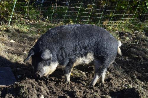 Guesthouse in Manger, Radøy Island Guesthouse in Manger, Radøy Island