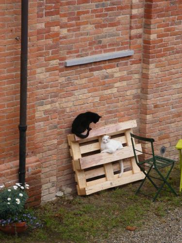 Tenuta Montanello B&B – Castiglione Falletto, NY