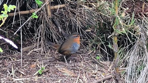 Hosteria Villarino - Photo 4 in Villa Lago Meliquina, Argentina