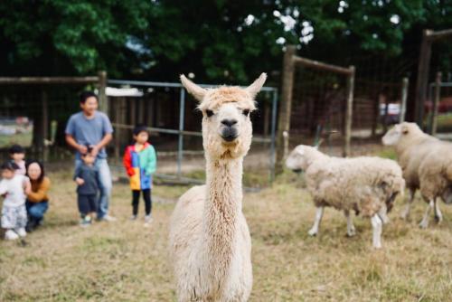 Farm fun day