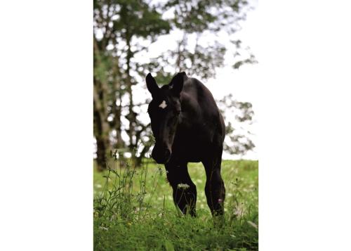 Ferienhof Sturm Ferienhof Sturm