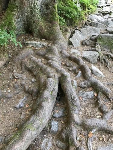 Domaine La Bonne Dame - Hirondelle, au coeur des Vosges