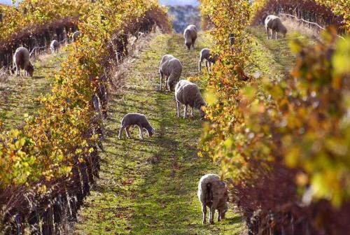 Vineyard Views Rutherglen  in Rutherglen
