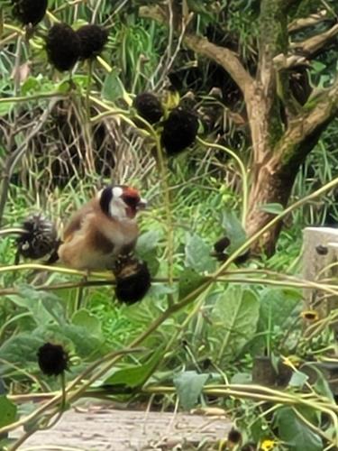  De Sprokkel in Milsbeek