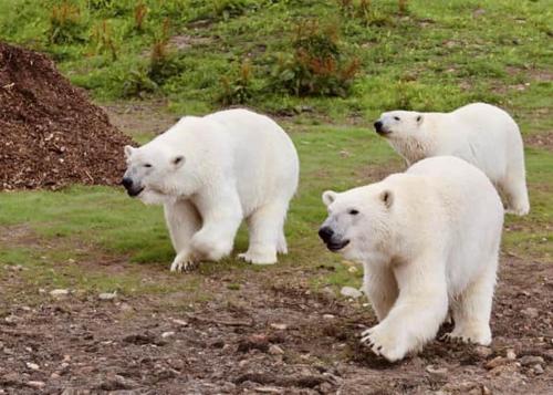 2 Bed Chic Peak District Cottage Barn Near Alton Towers, Polar Bears, Chatsworth House