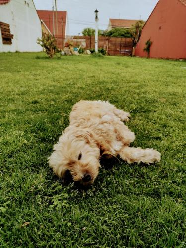 Casita con parque Pet Friendly a 2 cuadras de la playa in 바리오 콘스티투시온