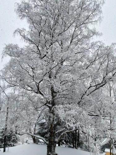 Art in Waldfrieden