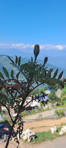 Mountain Meadow Dawaipani