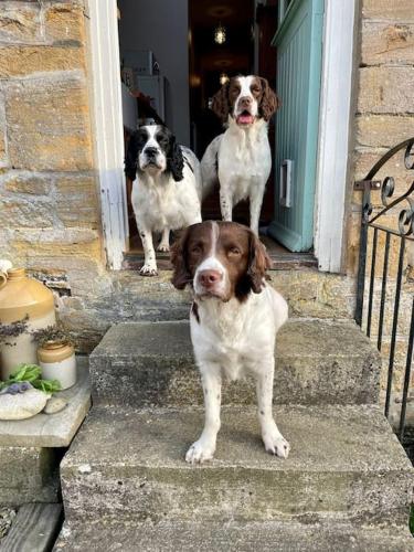 Spaniel Cottage with views of Ham hill, Stoke sub Hamdon