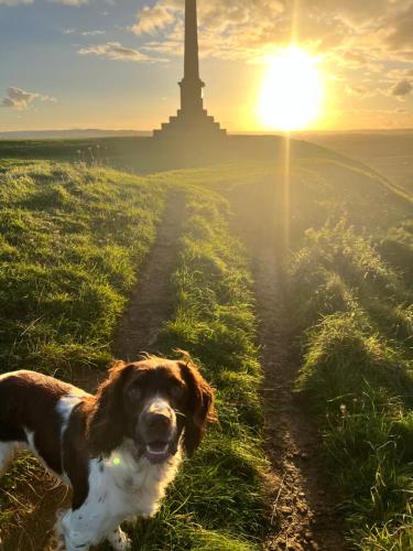 Spaniel Cottage with views of Ham hill, Stoke sub Hamdon