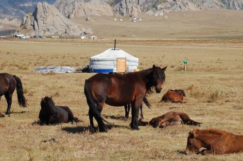 My Mongolia Eco Ger Camp My Mongolia Eco Ger Camp