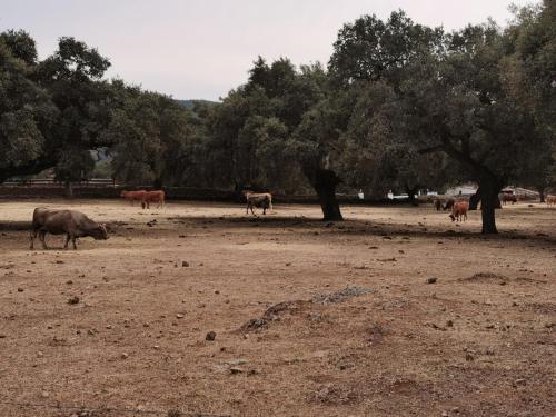 Casa rural Cañaveral de León