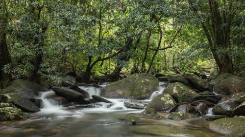 Daintree Secrets Rainforest Sanctuary