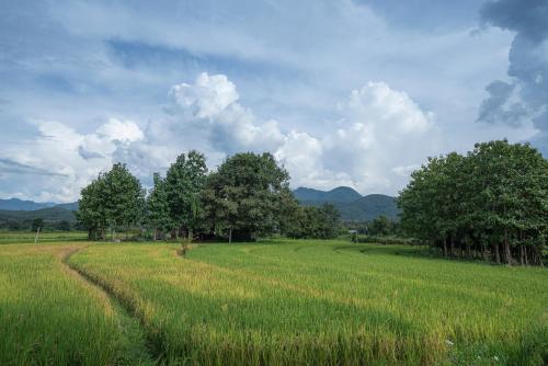 Paddy Fields Haven - Natures Nest