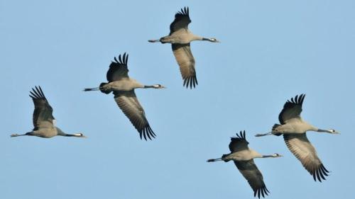 Séjour bucolique au lac du der