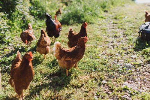 Tourist Farm Pr'Dovar - main image