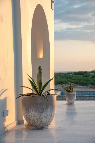 Ozun in Todos Santos, Mexico