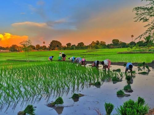 Paddy Farm House