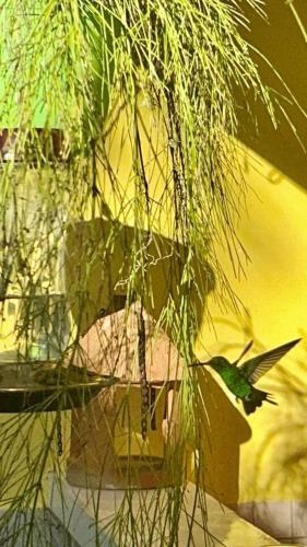المرافق, Luxury 5-Bed Villa in Tobago The Big Yellow House in Scarborough