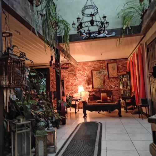 Salamandra Costa Rica in Suburbs