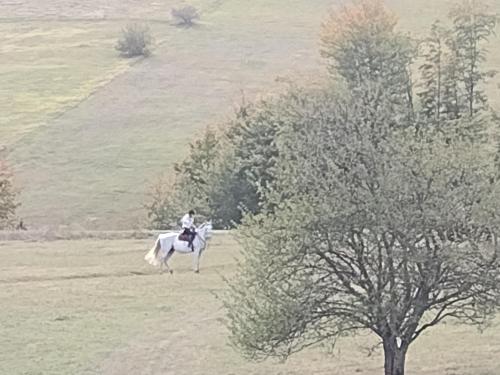 Lovaglás, Domaćinstvo Blagojević (Domacinstvo Blagojevic) in Rača