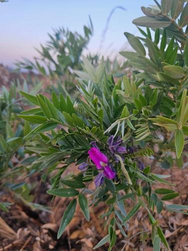 Getaway with mountain views, BBQs & hikes near Cradle of Humankind Getaway with mountain views, BBQs & hikes near Cradle of Humankind