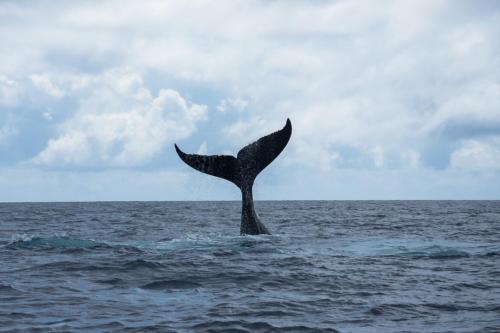 Surrounding environment, RURUTU - Are Itimaana Fare in Austral Islands