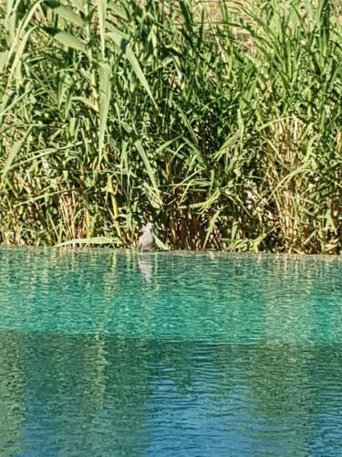 Le Figuier du Lac Bin elouidane