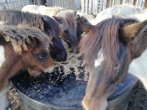 Ponyhof Adam Urlaub auf dem Bauernhof