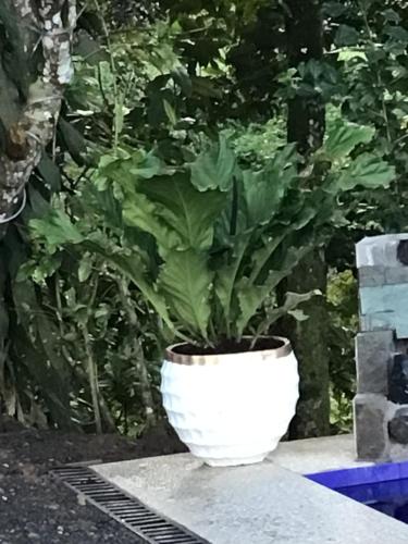 Mt Apo View Creekside Whole house with Pool by Creek Cowboys Cottage