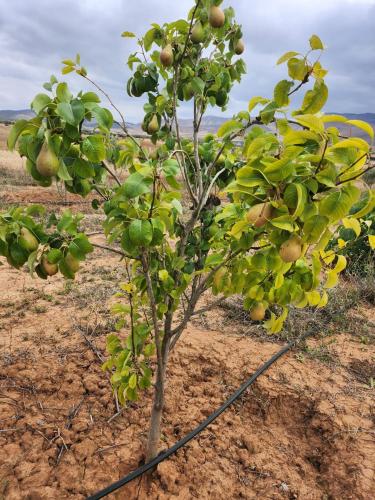 Ferme Jnan Al Yassmine in 타자