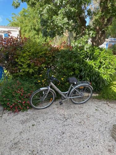 les pins marittime - Camping - Hyères