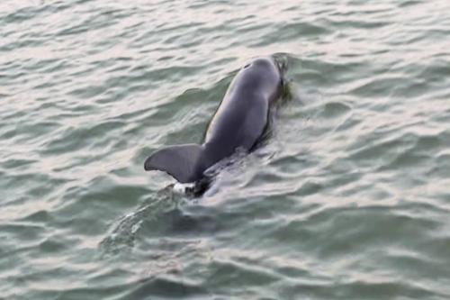 GOLDEN DREAMS ON ST. CHARLES BAY