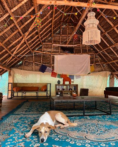 Nebula Nest Cafe & Hostel in Pondicherry