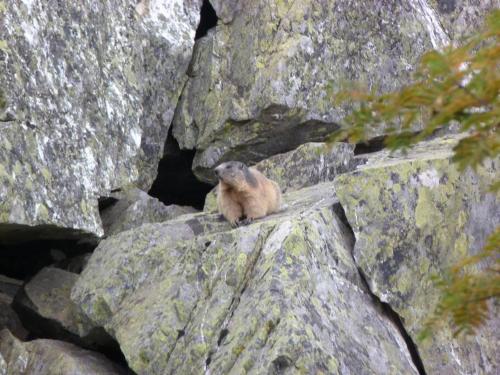 Appart 4-6 pers au pied des pistes - Val Louron in อาเดอร์วีแยล-ปูเชิร์ก