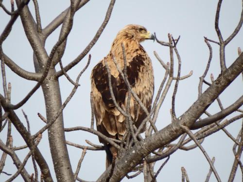 Selwane Nature Reserve