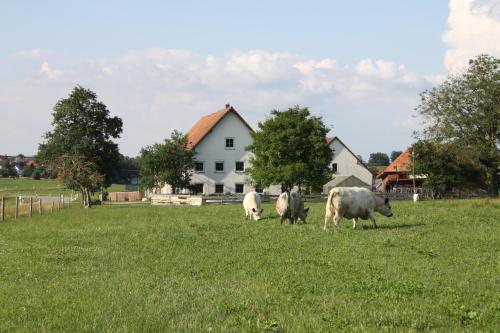 Ferienwohnung auf dem Traubshof - Apartment - Ochsenhausen