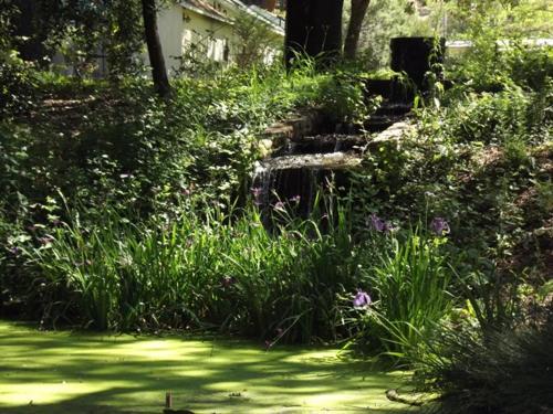 Backyard Garden Oasis