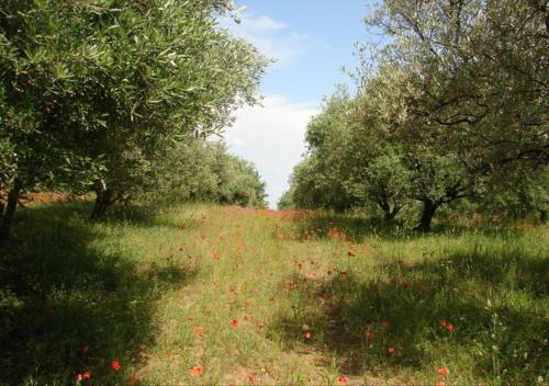 Appartement lumineux au cœur de la garrigue