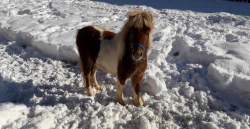 Apartment Schlickenhof - image 3