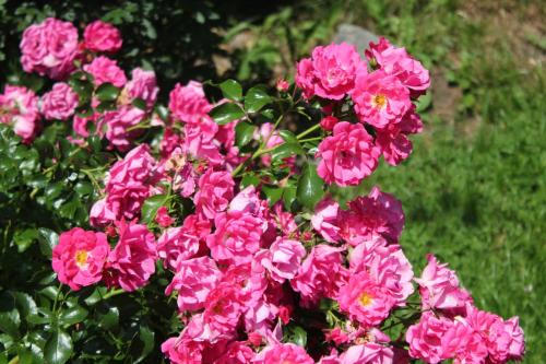 Landhaus Löscher - image 8