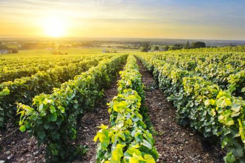 Grange rénovée en duplex idéalement située (Grange renovee en duplex idealement situee) in Crêches-sur-Saône