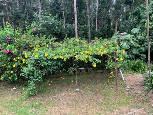 Planters punch bungalow photo 4