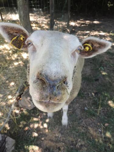 Champsac - Yurt - Sleeps 4 - Parking - Garden in Chalus (Limousin)
