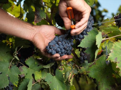 Agriturismo Bio Fattoria Bacio