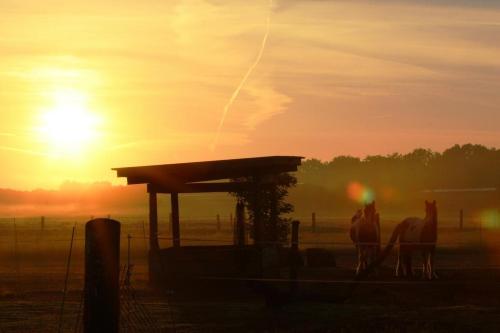 Ruhepol für Mensch & Tier in der Lüneburger Heide