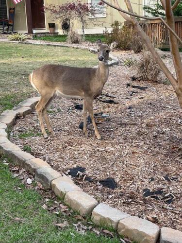 Pet-Friendly Lake House with Kayaks, Golf, & More