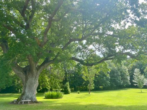 View, Le Grand Chene in Allemans-du-Dropt